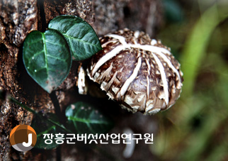 장흥군버섯산업연구원